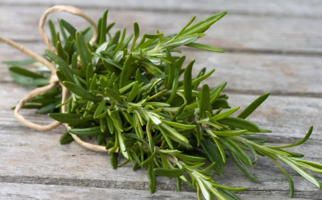 Rosemary-Infused MCT Oil: How It Differs From Rosemary Essential Oil